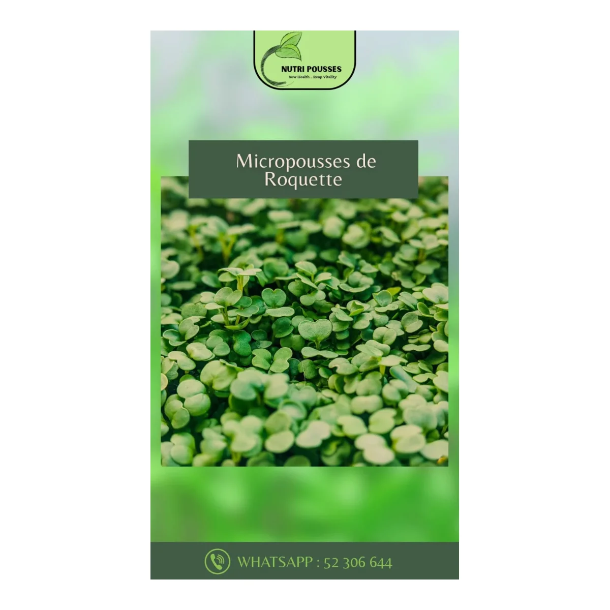 Micropousses de roquette