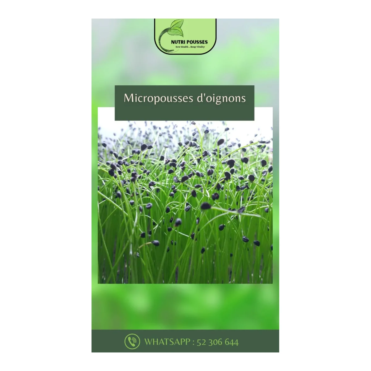 Micropousses d'oignons