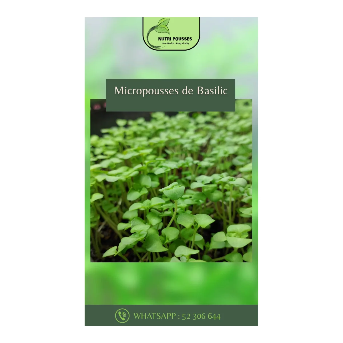 Micropousses de Baslic