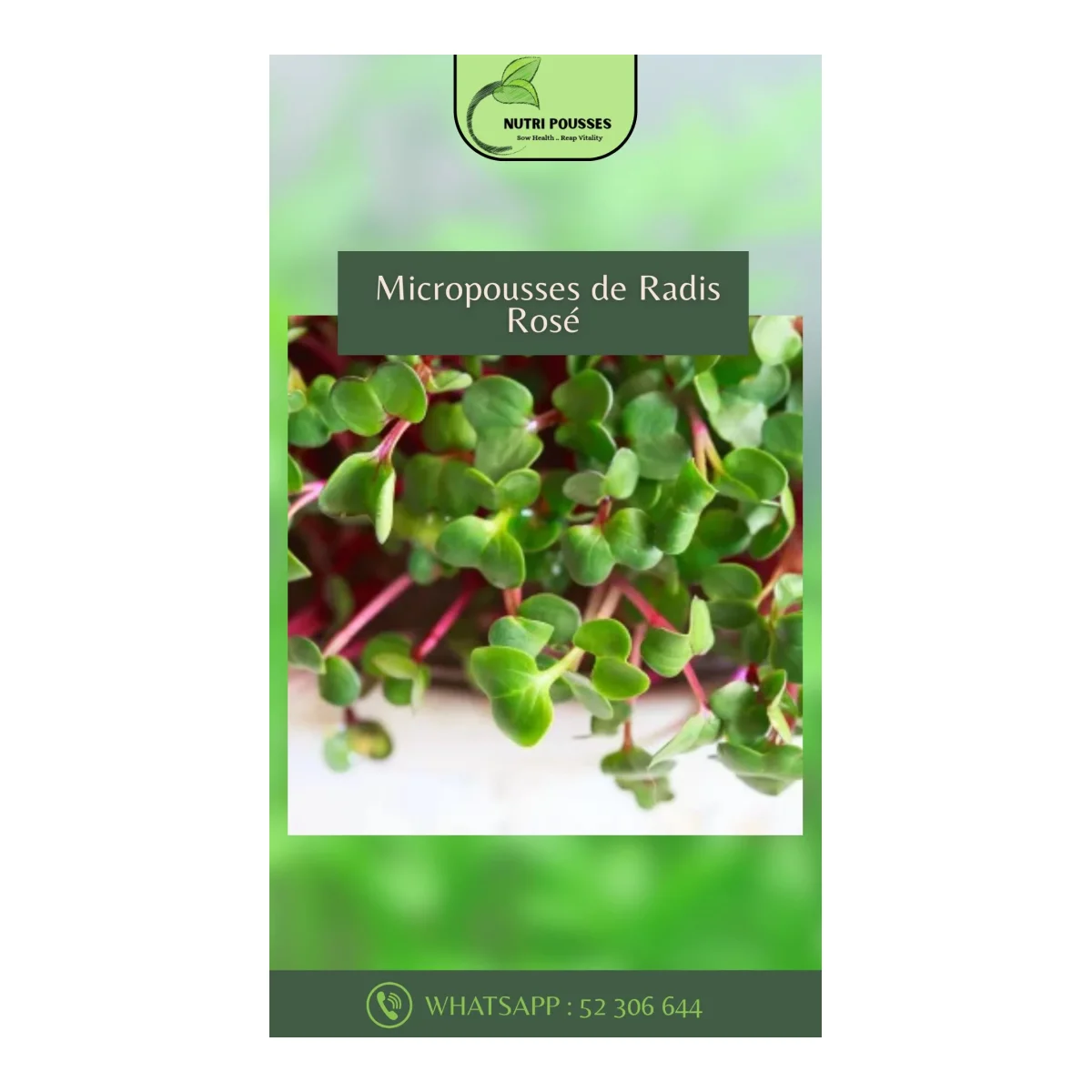 Micropousses de Radis Rosé