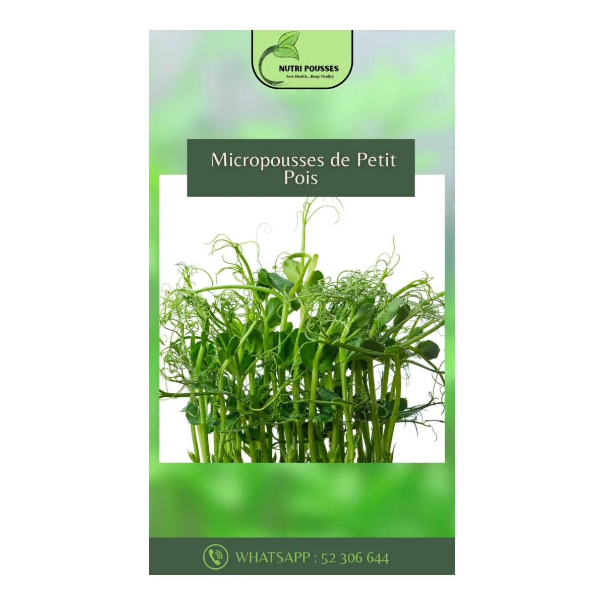 Micropousses de Petit Pois