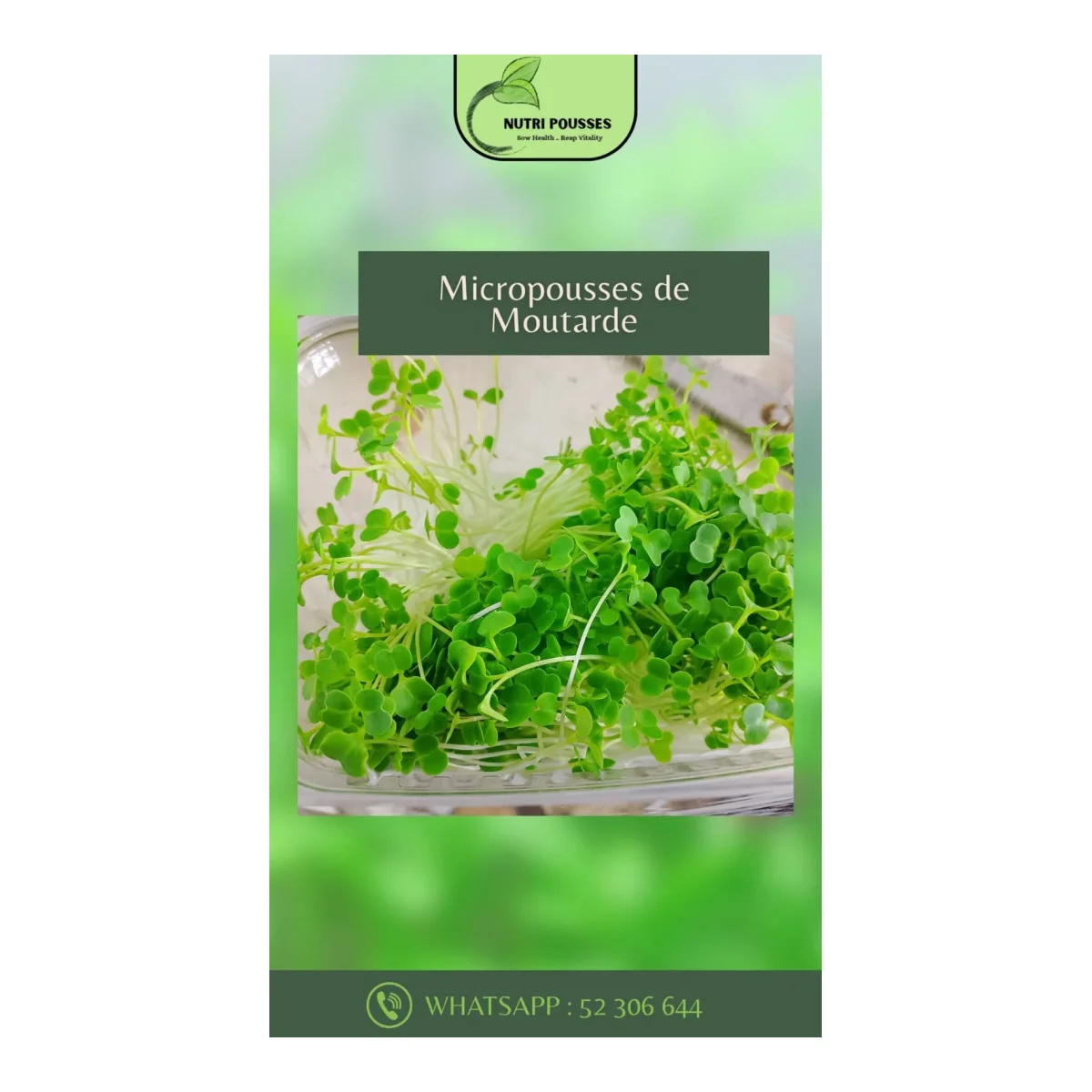 Micropousses de moutarde