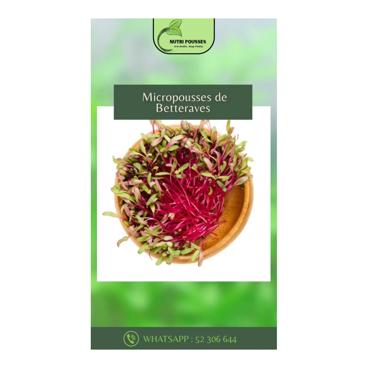Micropousses de Betteraves
